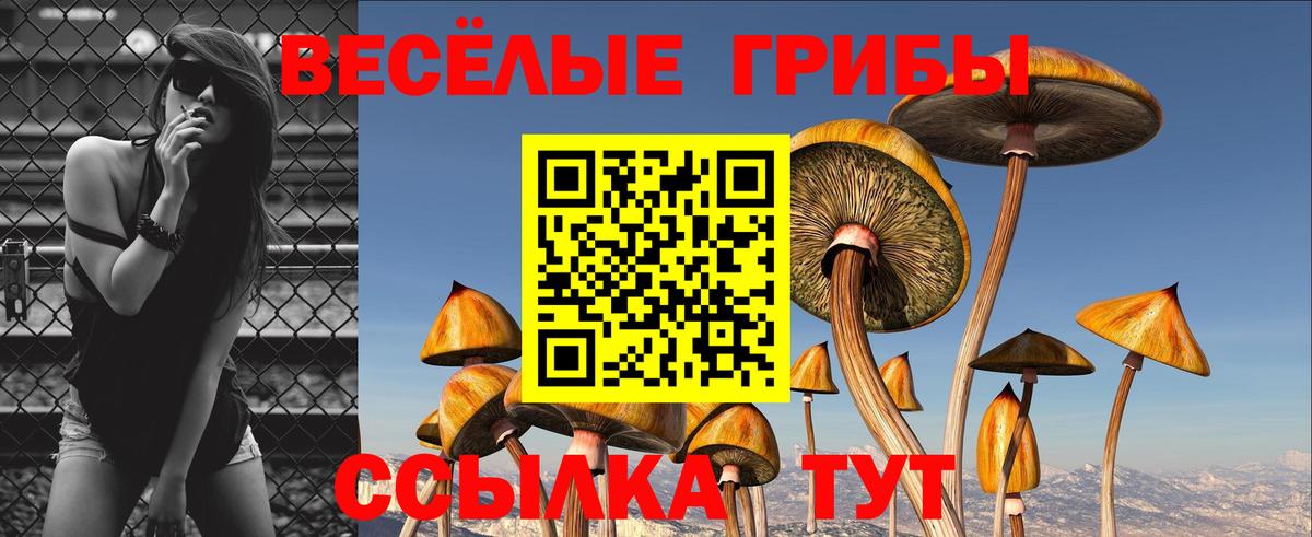 Псилоцибиновые грибы Psilocybine cubensis Сургут